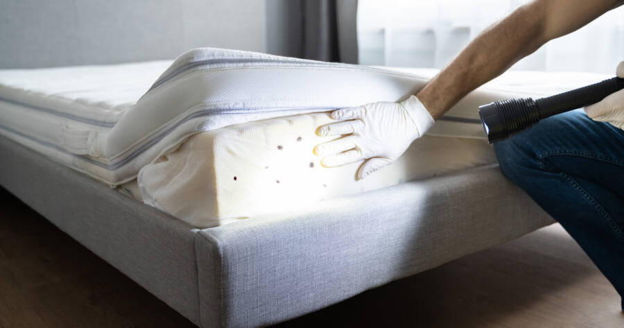 The Ultimate Guide to Exterminating Bed Bugs: Treatments That Actually Work